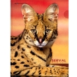 Папка-уголок "Serval" Формат А4 31 см х 22 см инфо 1018b.